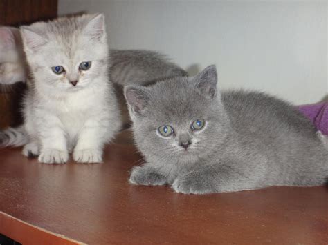 <b>Kittens for Sale by State</b> - Database of <b>kittens</b> <b>for sale</b> according to several state locations. . British shorthair kittens for sale missouri